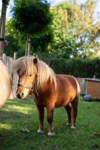 Poney m&acirc;le brun &ndash; 2 ans &ndash; 1.500 &euro;