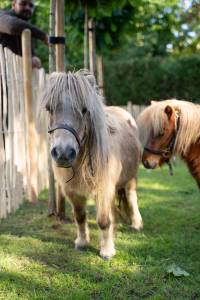Ponette grise gestante &ndash; 13 ans &ndash; 2.000 &euro;