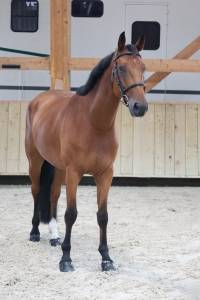 Gelding selle français for sale 2020 bay