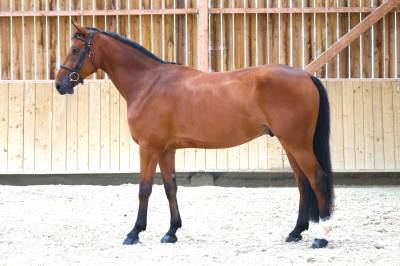 Caballo castrado silla francés en venta 2020 bayo por tangelo van de zuuthoeve