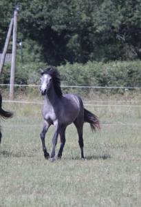 Filly Connemara For sale 2025 Grey