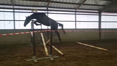 Pouliche sbs 2,5ans 