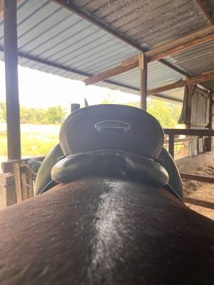 Sella da dressage kieffer  17