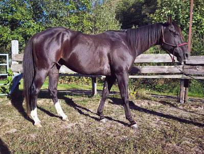 Castrone quarter horse in vendita 2020 baio scuro