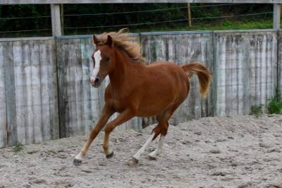 Merrie Franse rijpony PFS Te koop 2025 Vos ,  Very star kerveyer