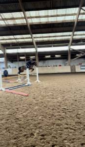 Mare French Saddle Pony For sale 2020 Bay