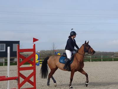 Mare Origin Recorded For sale 2018 Bay
