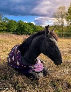 Colt Origin Recorded For sale 2026 Grey