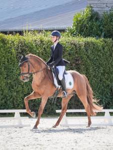 Stallion French Saddle Pony For loan 2020 Chesnut