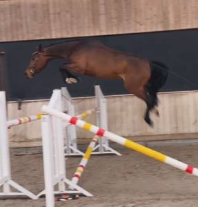 Mare bwp belgian warmblood  2022 bay