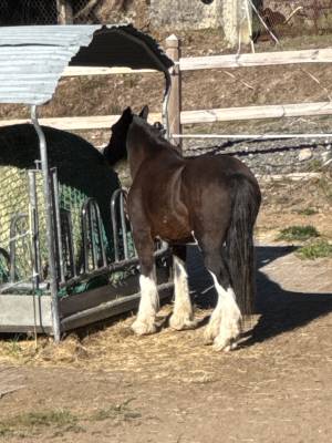 Yegua gypsy cob en venta 2010 bayo