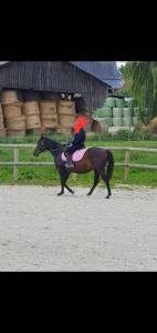 Caballo castrado pura sangre arabe en venta 2015 negro por esta skazir