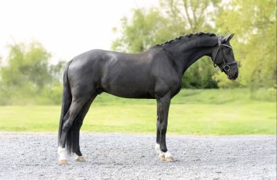 Hongre - Selle Fran&ccedil;ais - 5 ans - Dressage - France