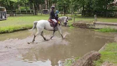 Jument d'exception en saut d'obstacles + excellent élev