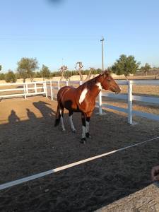 Vendo splendido american paint horse castrone