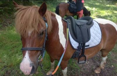 Gelding No Origin Recorded Part-Livery 2011 Coloured