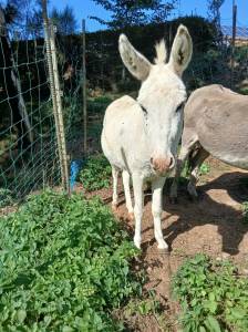 2 &acirc;nes castr&eacute;s &agrave; vendre 