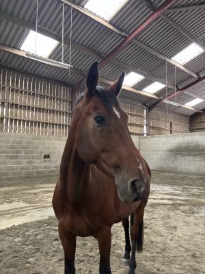 Caballo castrado silla francés en venta 2017 bayo
