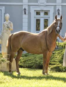Gelding Other Pony Breed Part-Livery 2008 Chesnut