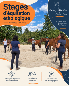 Organisation de stages d&rsquo;&eacute;quitation &eacute;thologique dans vo