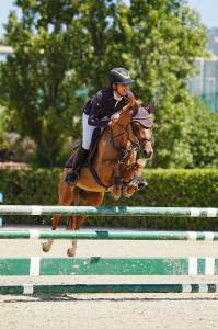 Caballo castrado Poni de Silla Belga En venta 2021 Alaz&aacute;n