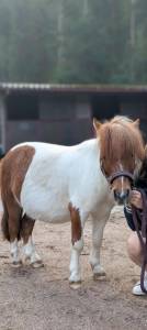 Gelding Shetland Pony For sale 2015 Chesnut