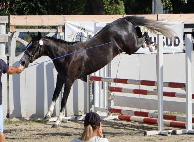 Filly French Saddle Pony For sale 2024 Grey