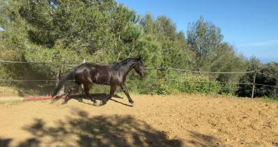 Caballo castrado origine constatée en venta 2019 negro por country man du vallon ph