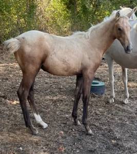 Poulain sf palomino