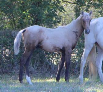 Poulain sf palomino