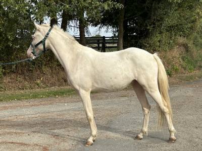 Gelding French Saddle Pony For sale 2024 Cremello