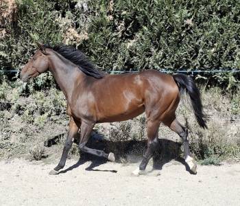 Cavalla anglo-arabo in vendita 2020 baio ,  carghesse des landes