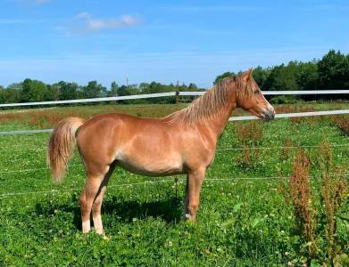 Pouliche pfs 1 an maxi c par very star kerveyer