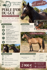 Broodmare New Forest For sale 2003 Dark Bay