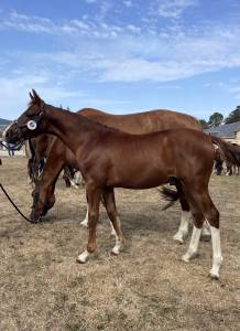 à vendre foals de 6 mois par taalex