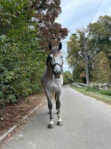 Bwp de 7 ans à vendre