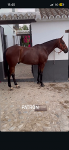 Troton francés domado.