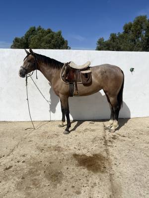 Potra 2,5 años 