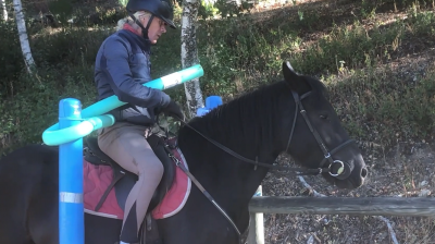 Cheval hongre mérens dressé