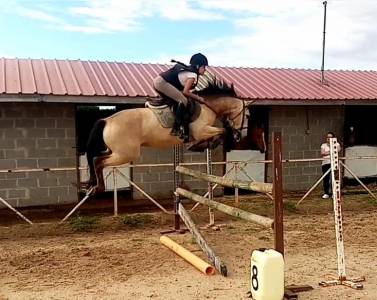  impresionante caballo bayo 15 años | noble y versátil 