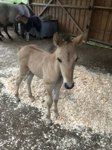 Veulen (ml) Welsh Partbred Te koop 2026 Wildkleur ,  Nozkan Gwazhell