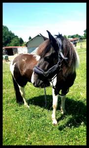 Gelding Pottok  For sale 2010 Coloured