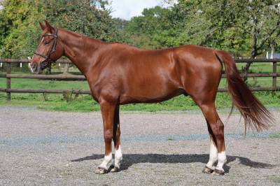 Gelding selle français for sale 2017 chesnut