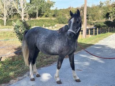 Colt French Saddle Pony For sale 2024 Grey