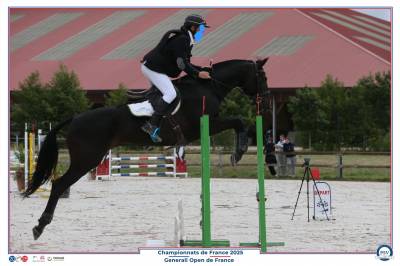 Caballo castrado holsteiner en venta 2006 negro