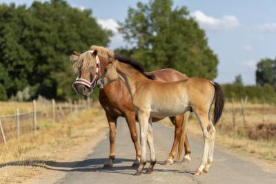 Colt French Saddle Pony For sale 2026 Bay
