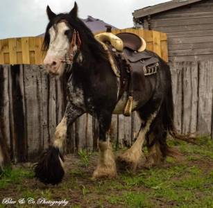 Magnifique hongre irish cob plein papier 