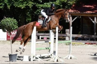 Feniki — jument de 16 ans — 1,67 m — 6 500 €