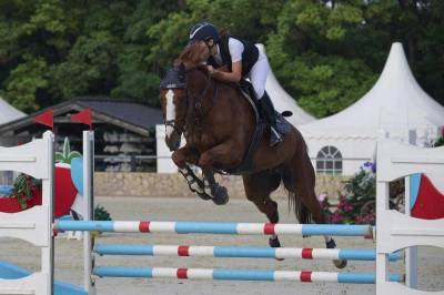 Cavallo da salto kwpn