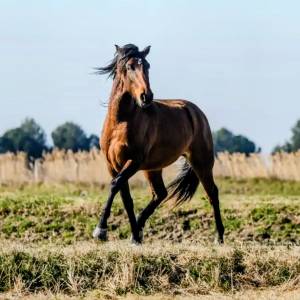 Vend hongre lusitanien de 3 ans